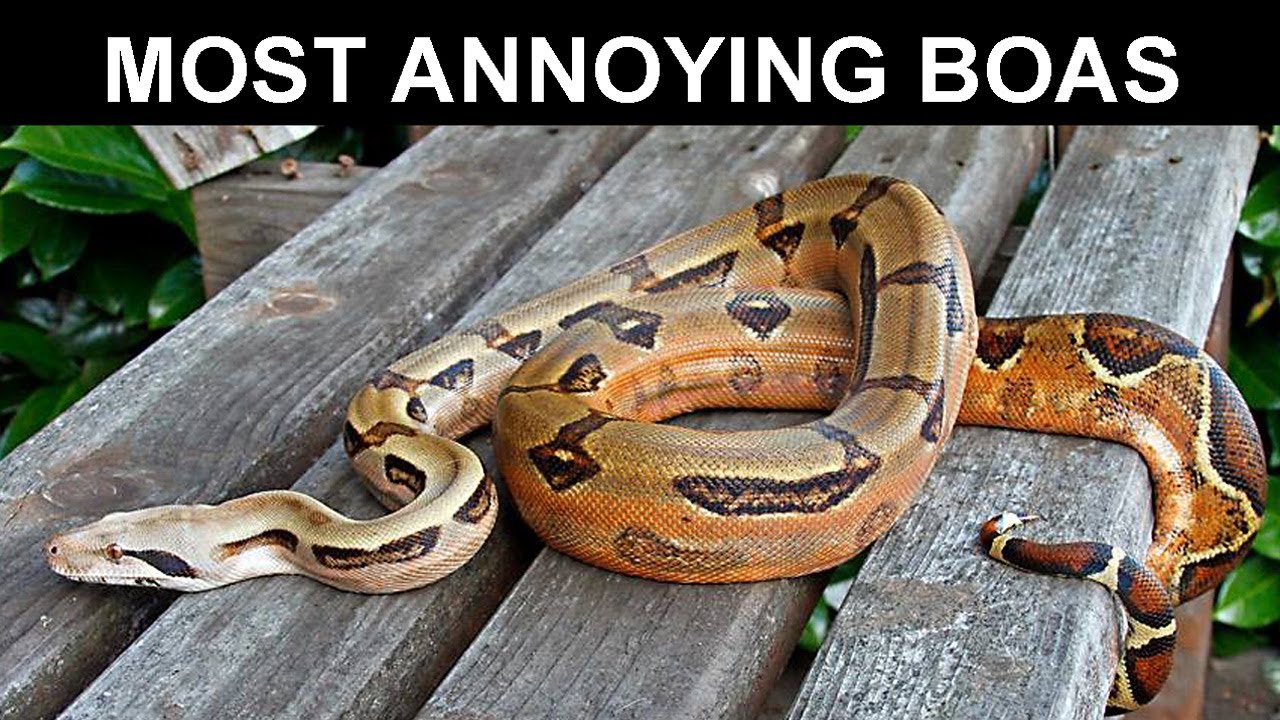 My Most Annoying Boa Constrictors: Tips to Address Challenging Boa Behaviors!