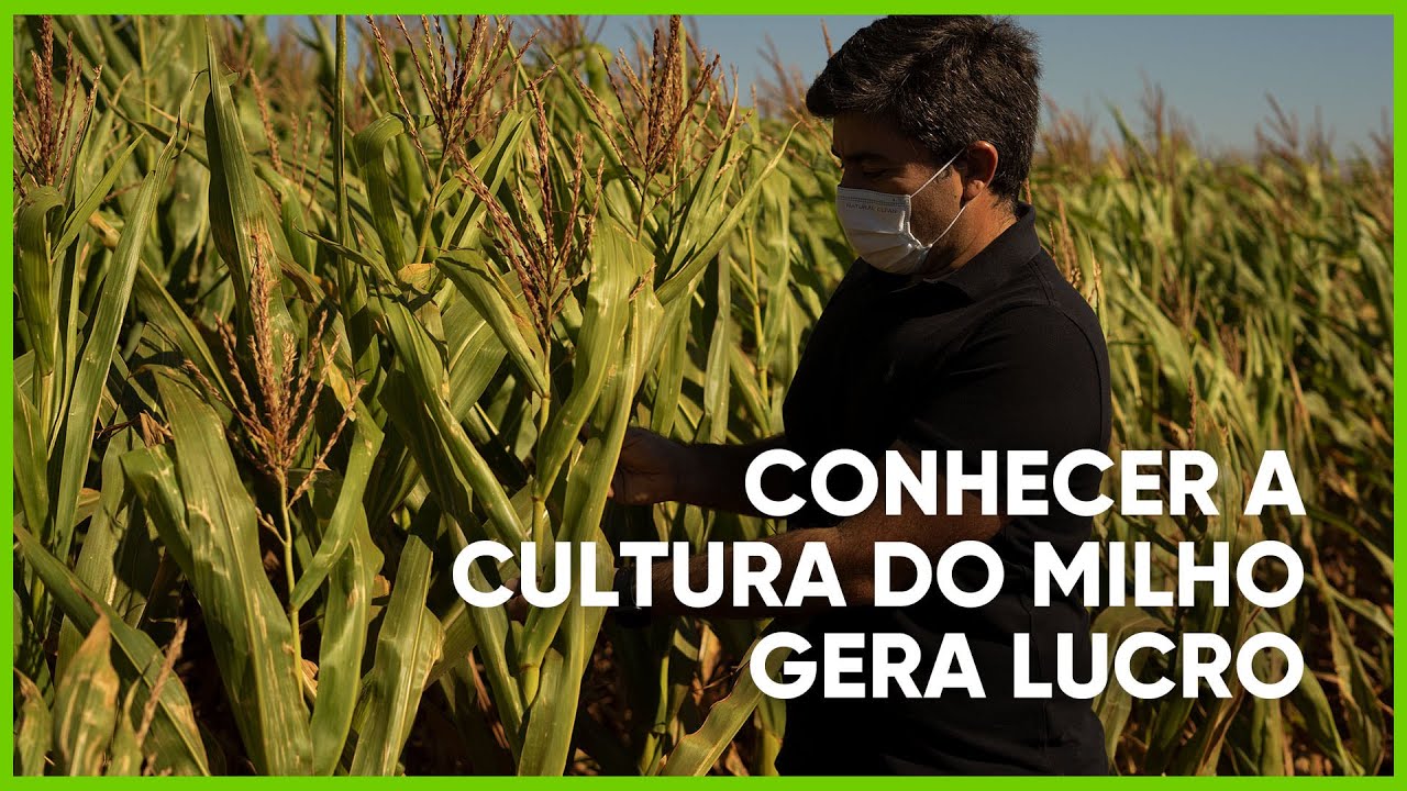 CONHECER A CULTURA DO MILHO GERA LUCROS - PROGRAMA #18 - AGRO EM FOCO TV DIGITAL - 10/06/21
