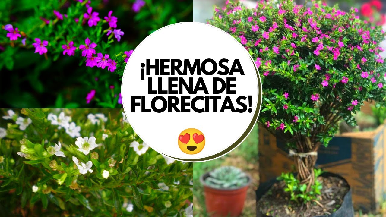 Trueno de Venus cuidados / Cuphea hyssopifolia Cuidados