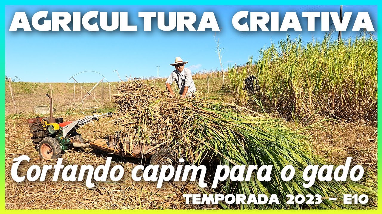 CORTANDO E TRANSPORTANDO CAPIM PARA O GADO - MICROTRATROR YANMAR TC11