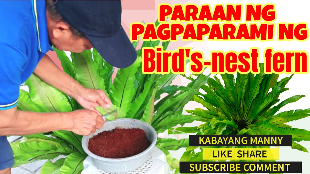 Bird's nest fern or Pakpak Lawin 2 Ways of Propagation