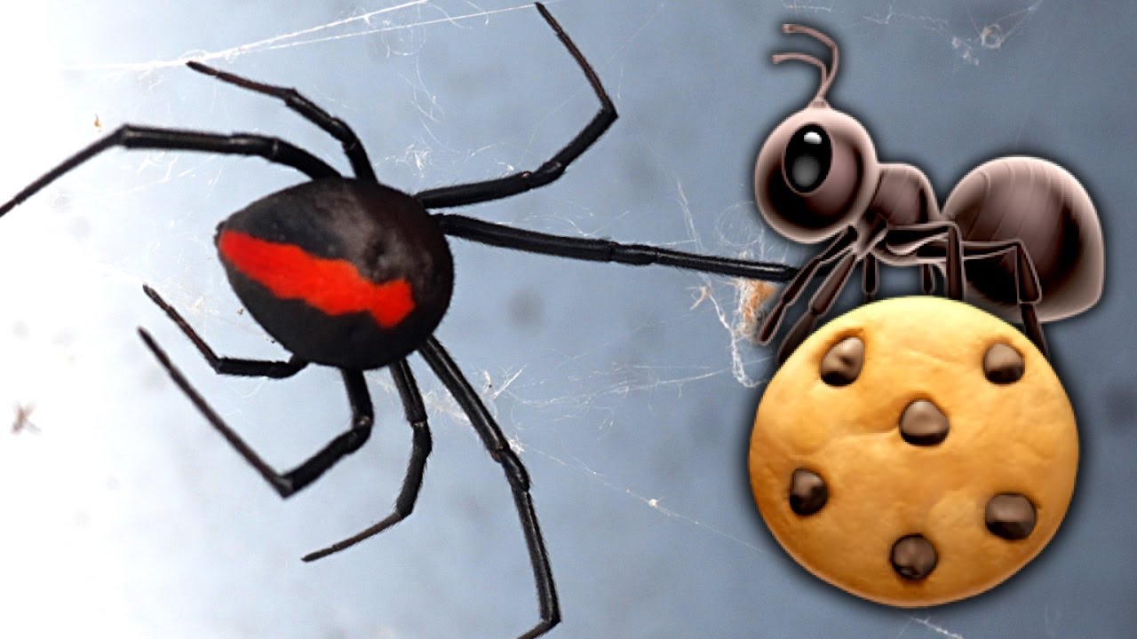 Redback Spider 4 Egg Sacs Removal Will Crazy Ants Eat The Spider Eggs EDUCATIONAL VIDEO