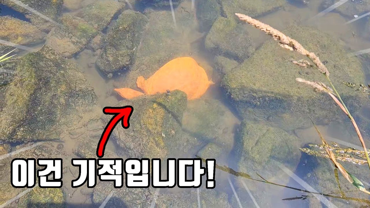 30년만에 나타난 황금자라! 수십만분의 1확률로 태어나 자연에서 발견까지 되었습니다