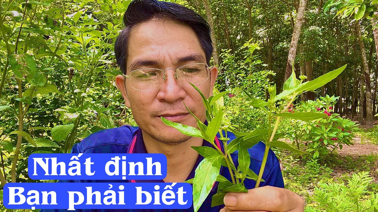 Nhất Định Bạn Phải Biết Bài Thuốc Này, trị Thận hư Thận suy Tuyệt Vời. PHAN HẢI Channel