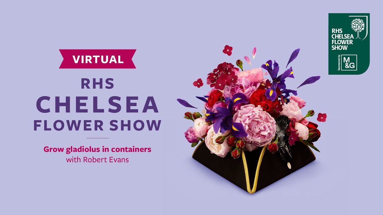 Grow gladiolus in containers with Robert Evans | Virtual Chelsea Flower Show | RHS