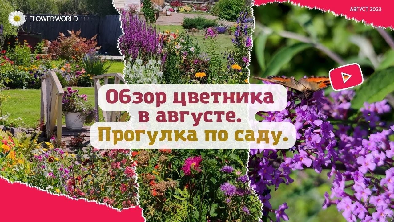 Обзор цветника в августе. Прогулка по саду.😍