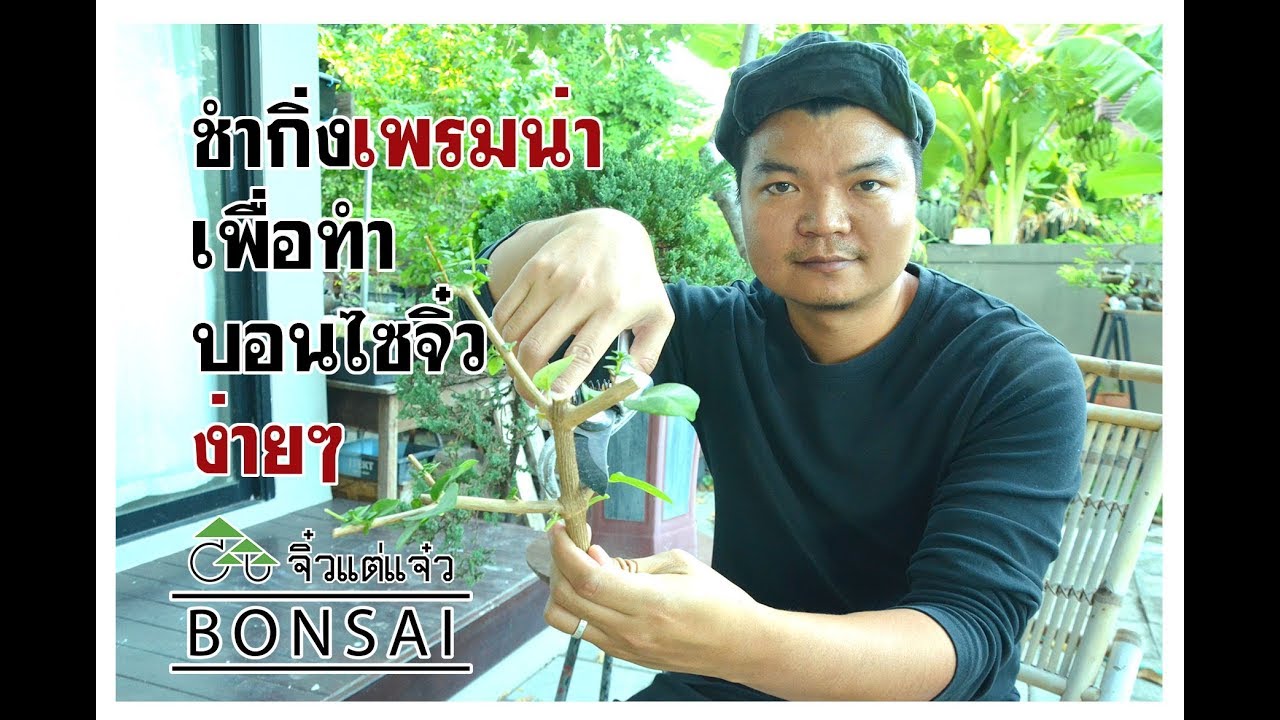 Gu Bonsai จิ๋วแต่แจ๋ว : ชำกิ่งเพรมน่าเพื่อทำบอนไซจิ๋วง่ายๆ
