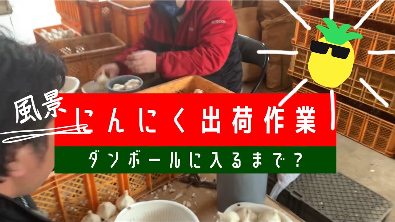 【農業】にんにく出荷風景