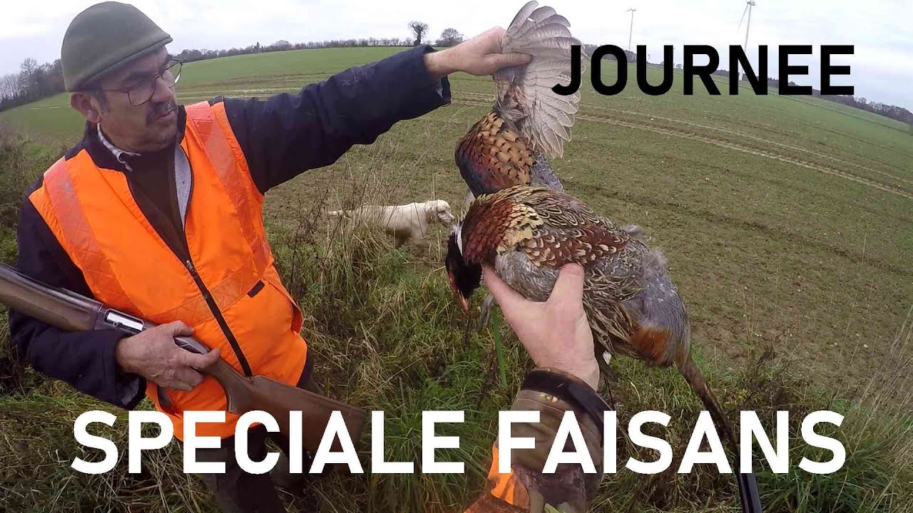 JOURNEE SPECIALE FAISANS en Bretagne avec setters anglais
