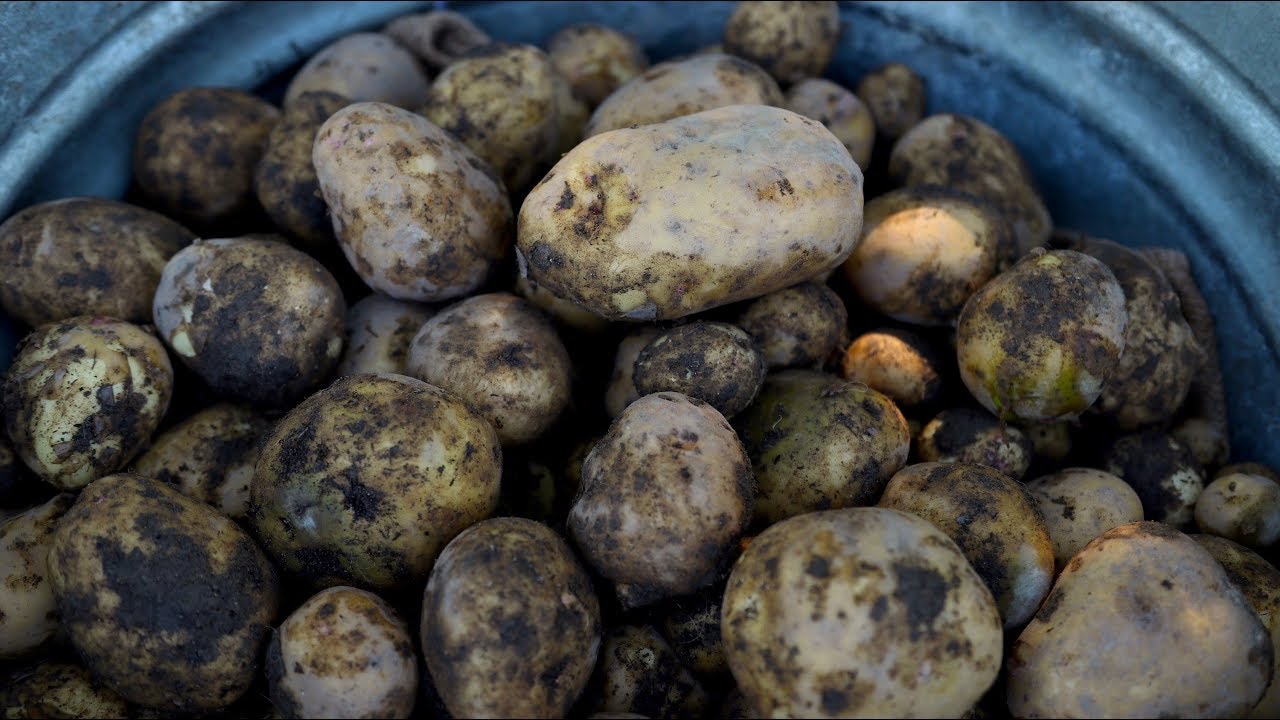Harvesting Potatoes 👩‍🌾🥔// Garden Answer