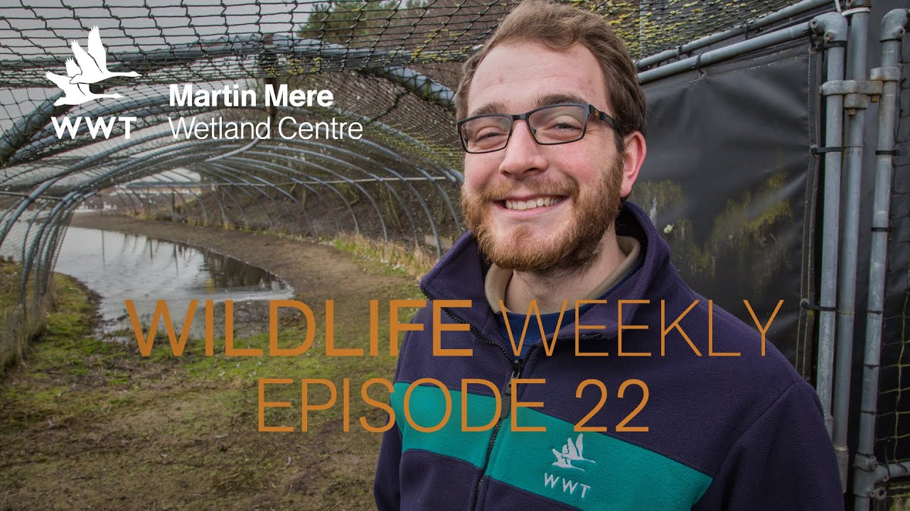Wildlife Weekly Martin Mere - Episode 22