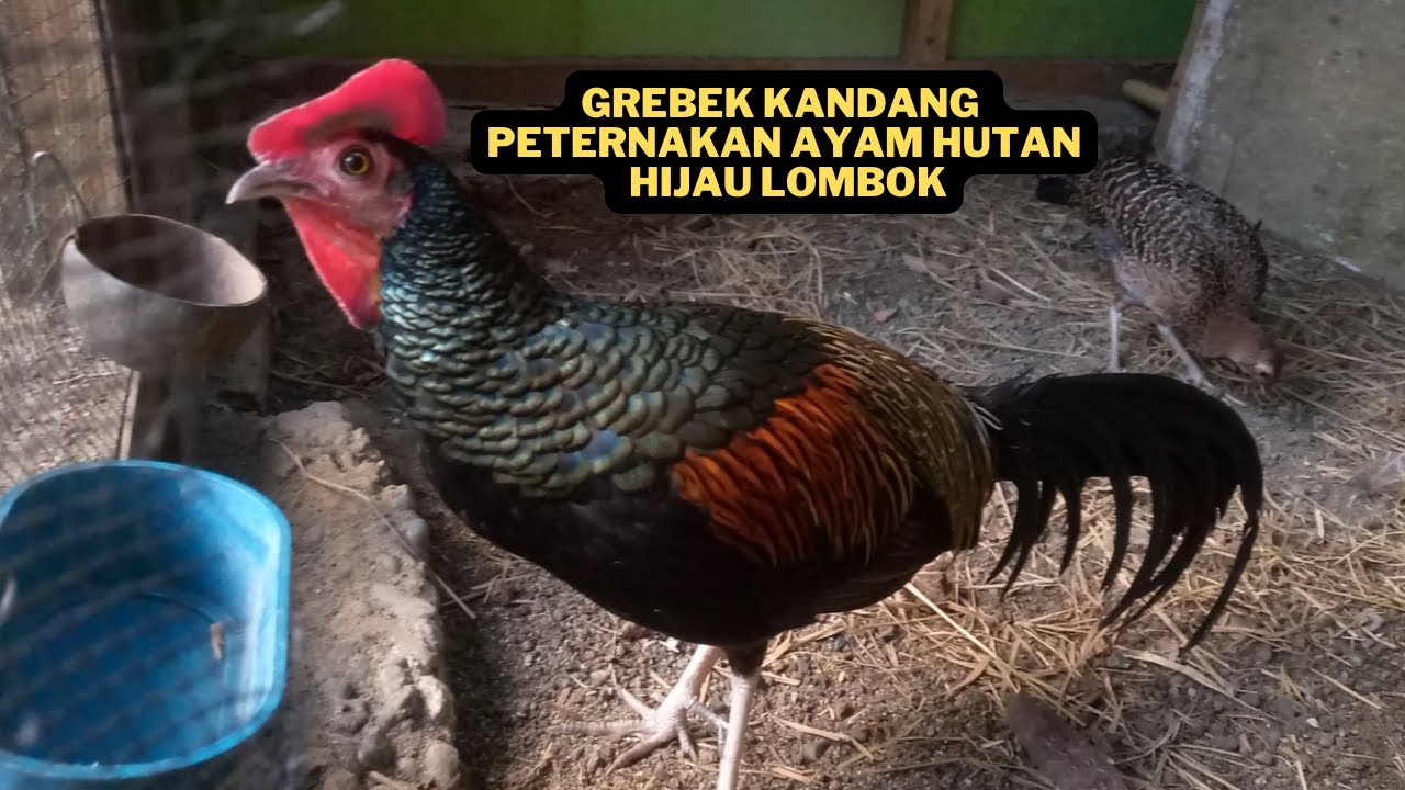 Melihat Kandang Peternakan Ayam Hutan Hijau Lombok Terbesar Di Kota Purwokerto