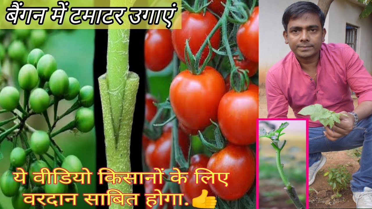 Tomato Grafting on egg plant / Egg plant grafting / जंगली बैंगन में टमाटर उगाएं / Grafted Tomato /