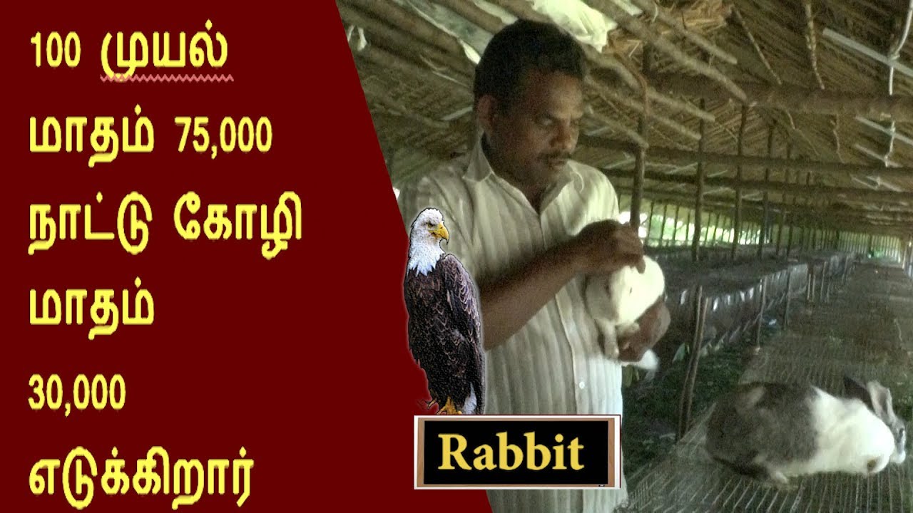 வெறும்  100 முயல்   மாதம் 75,000  நாட்டு கோழி  மாதம்  30,000 எடுக்கலாம் அடித்து சொல்கிறார்