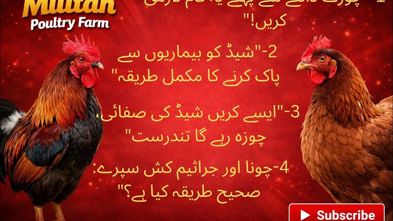 Choze dalne se pahle shedd ki taiyari aur safai ka mukmmal tarika dekhe