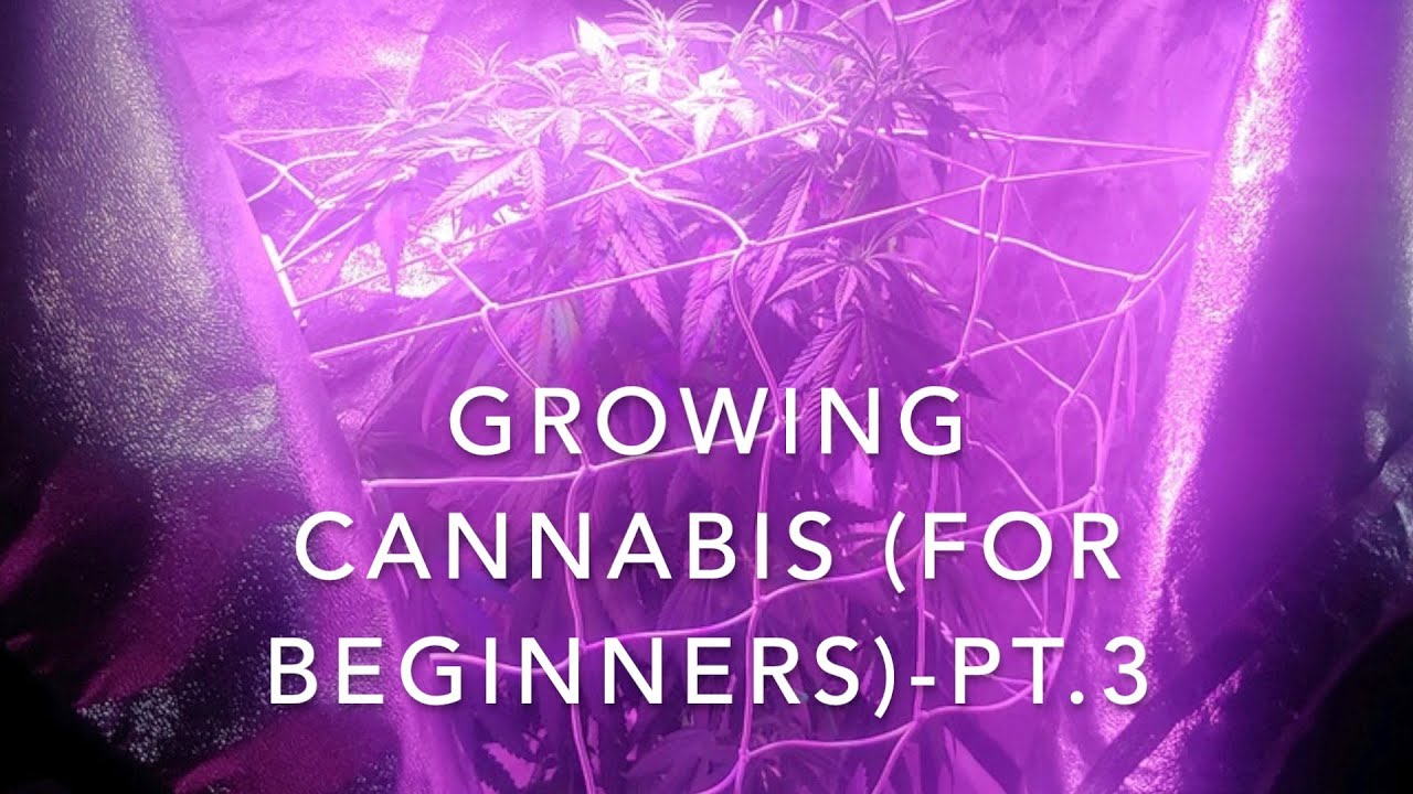 GROWING CANNABIS (for Beginners)- pt. 3 (MID to LATE VEG stage)