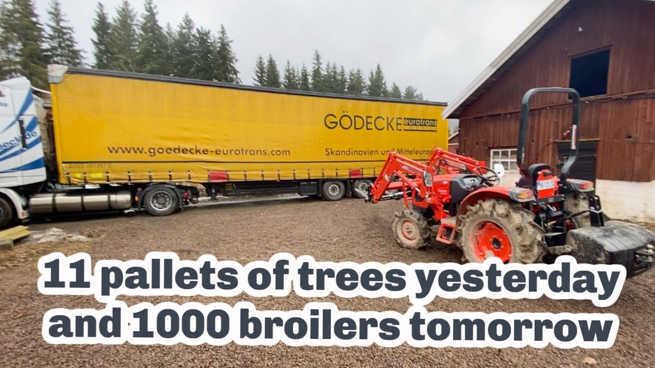 Agroforestry & Chicken