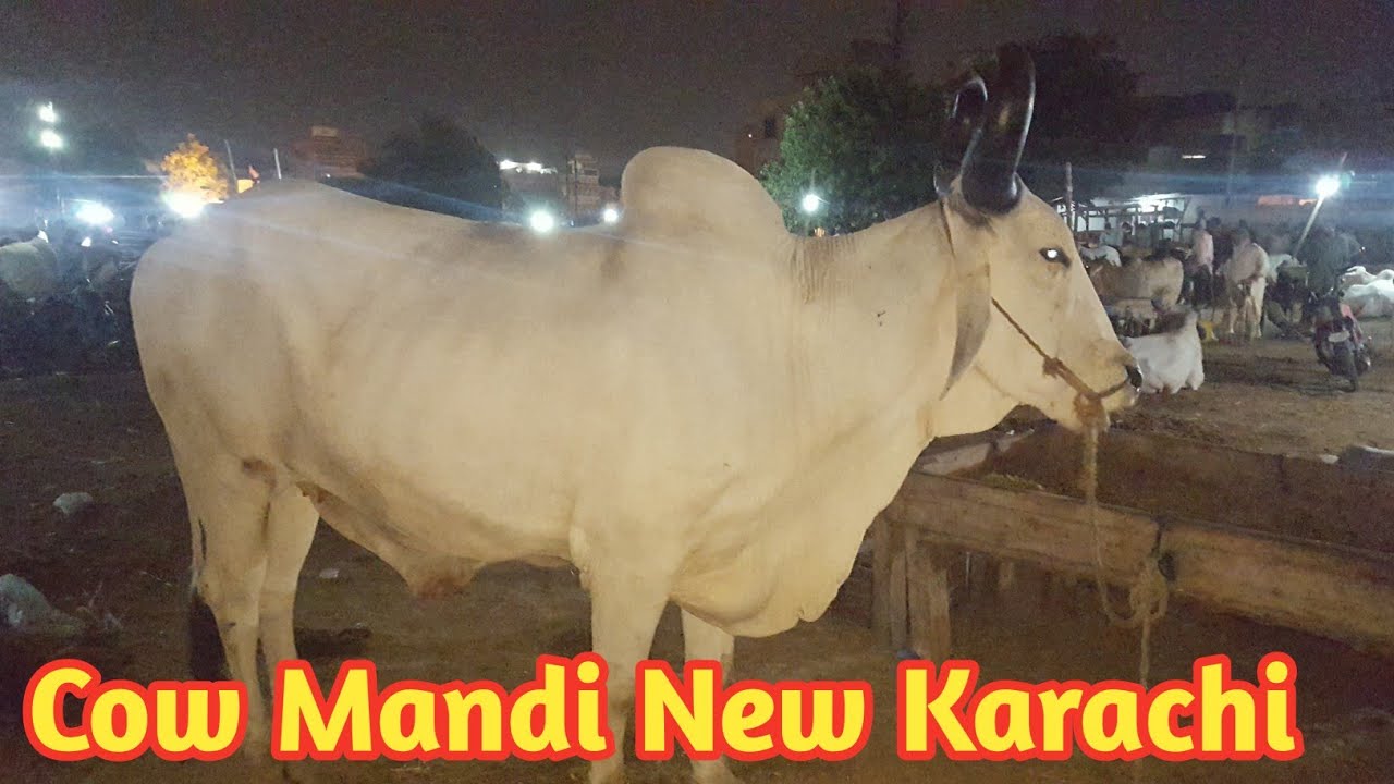 UP Cow mandi | maweshi mandi karachi price Update 2019 cattle market Bull price