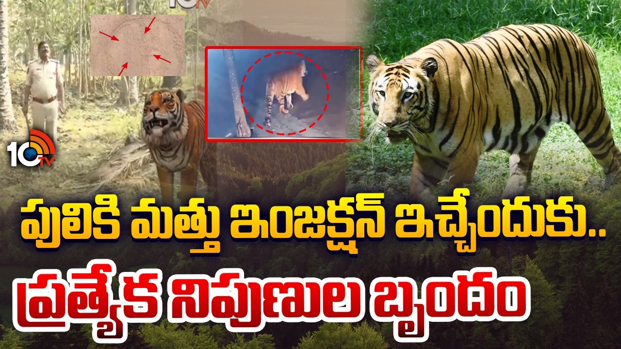 పులికి మత్తు ఇంజక్షన్ ఇచ్చేందుకు వస్తున్న ప్రత్యేక నిపుణుల బృందం | Elusive tiger traced Rajahmundry