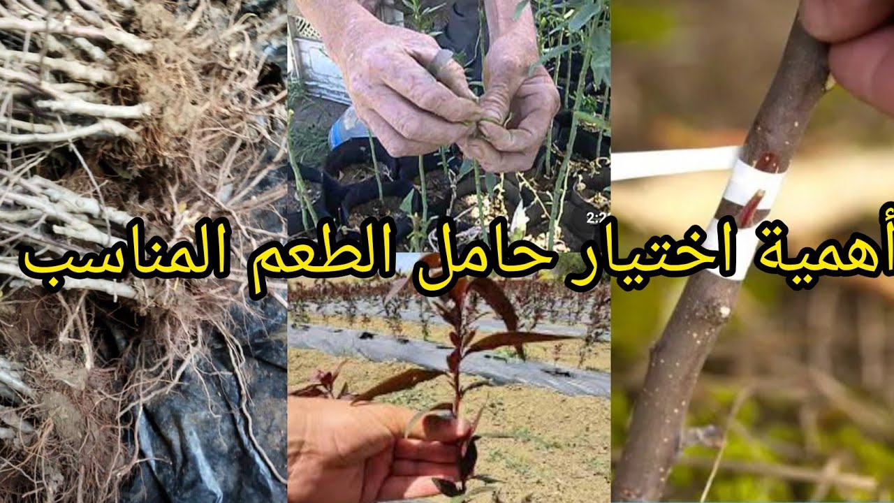 هل جميع حوامل الطعم و جميع الأصناف تناسب زراعتي؟؟؟