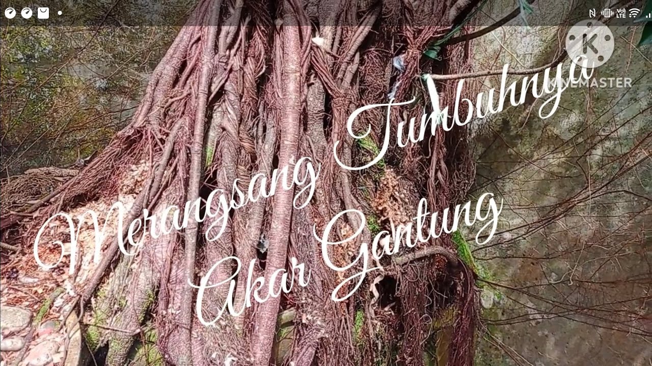 Trik Merangsang Menumbuhkan Akar Gantung Kimeng 3 M