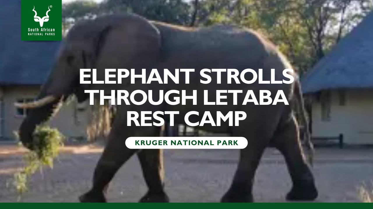 Elephant’s Leisurely Stroll Through Letaba Camp | Kruger National Park #Elephant #sanparks