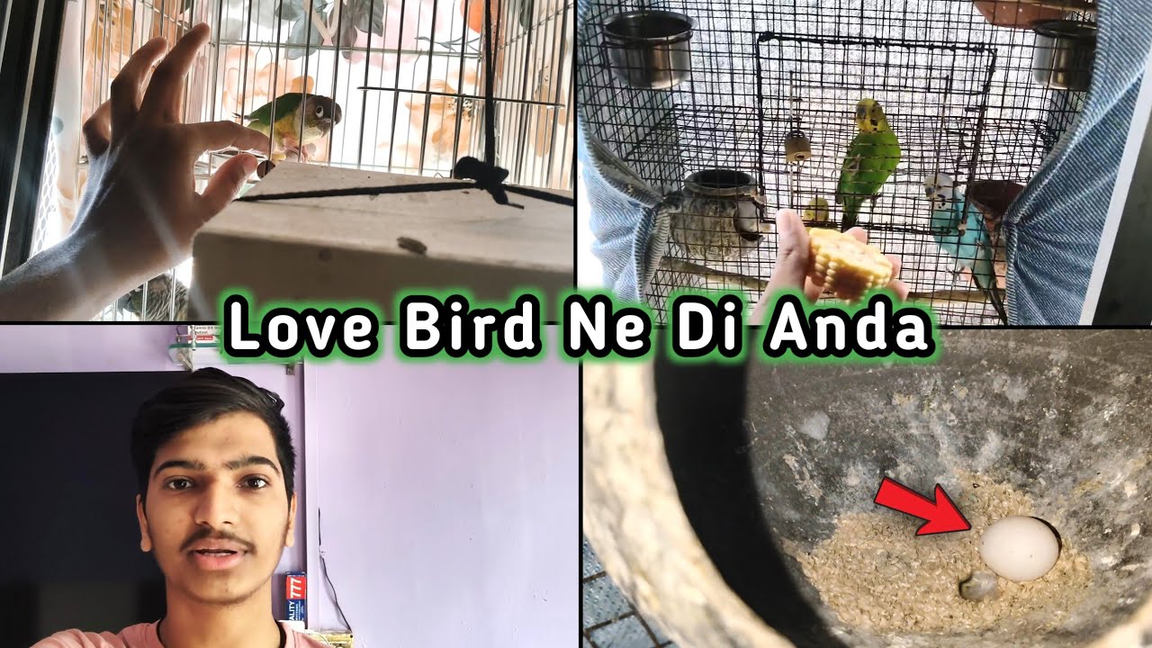 Love Bird Ne Di Anda 😲😲 🐦🐦
