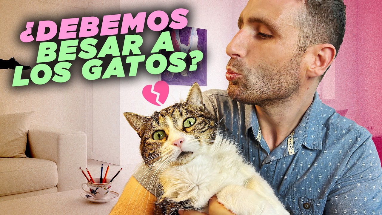 ¿Estás MALCRIANDO A TU GATO sin darte cuenta? 😽💥¿Debemos BESAR a nuestros GATOS?
