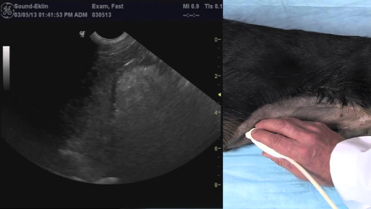 Veterinary FAST Exam - Introduction to the DH View