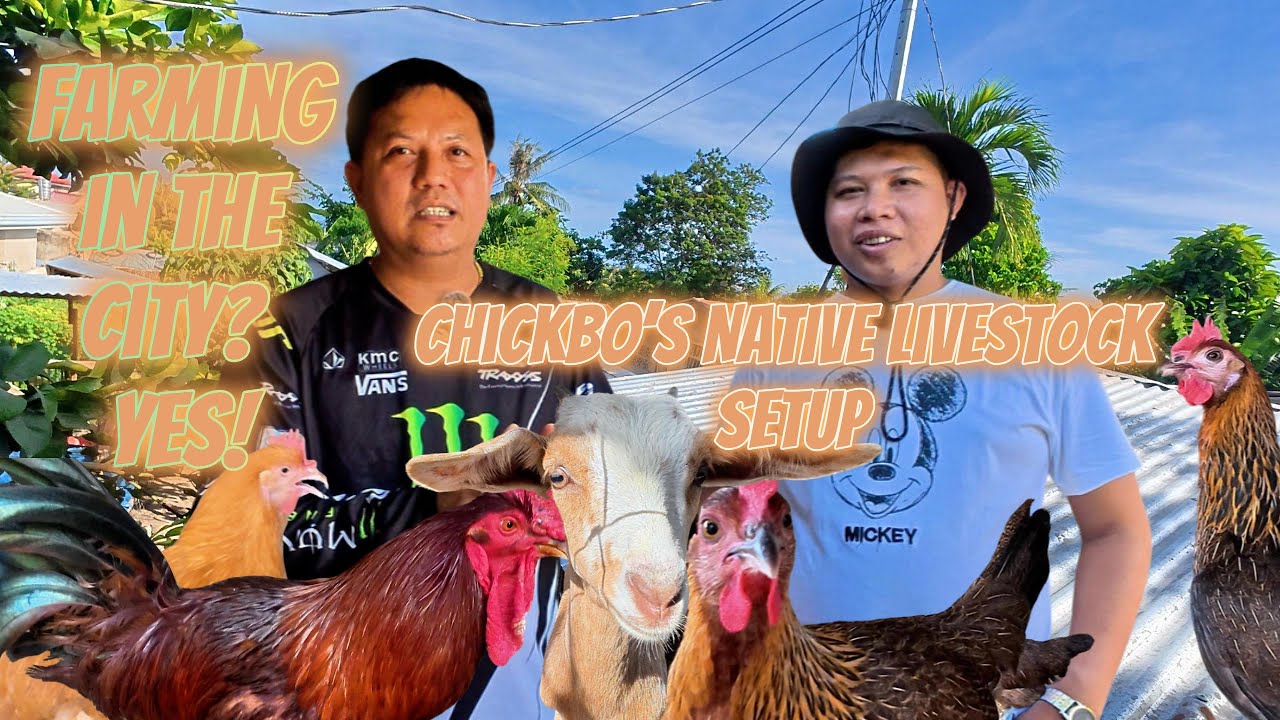 Urban Farming with DARAG & Native Goats 🐐🐔 | Chickbo – Certified Dominant CZ Breeder in the City!