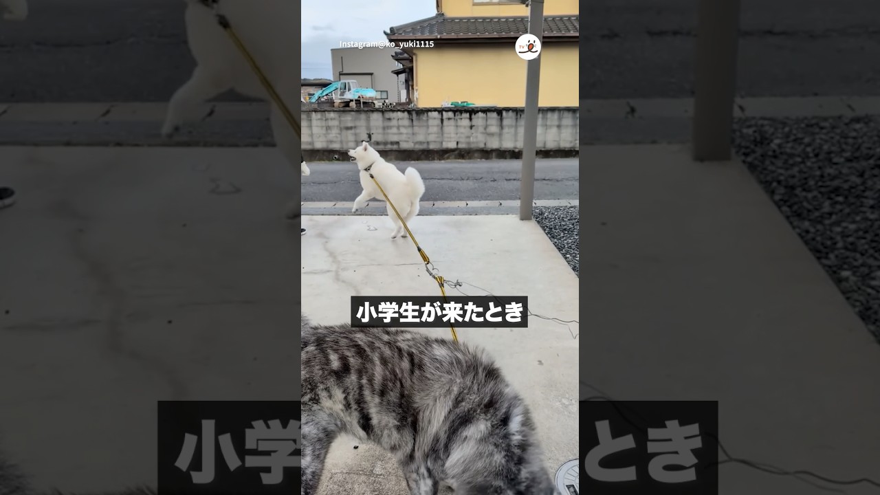 イッヌの尻尾はわかりやすい｜PECO