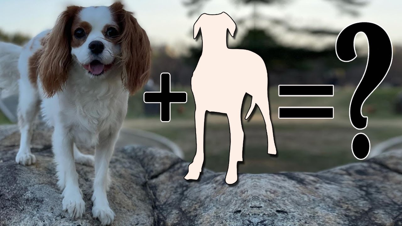 Top 10 Cavalier King Charles Spaniel Mixes