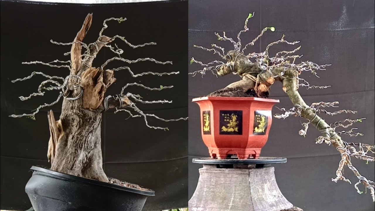 Bonsai Styling Large Tugas and Ficus Nana
