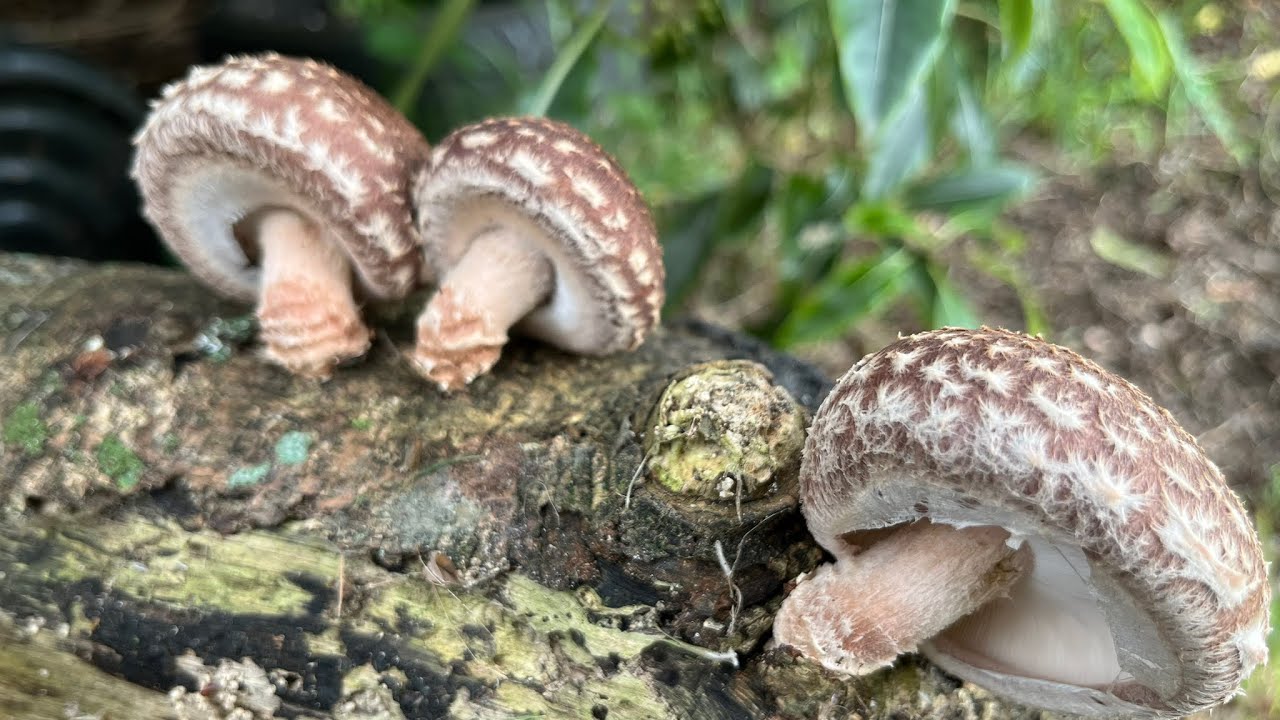 Have a look at my Shitake mushroom log.