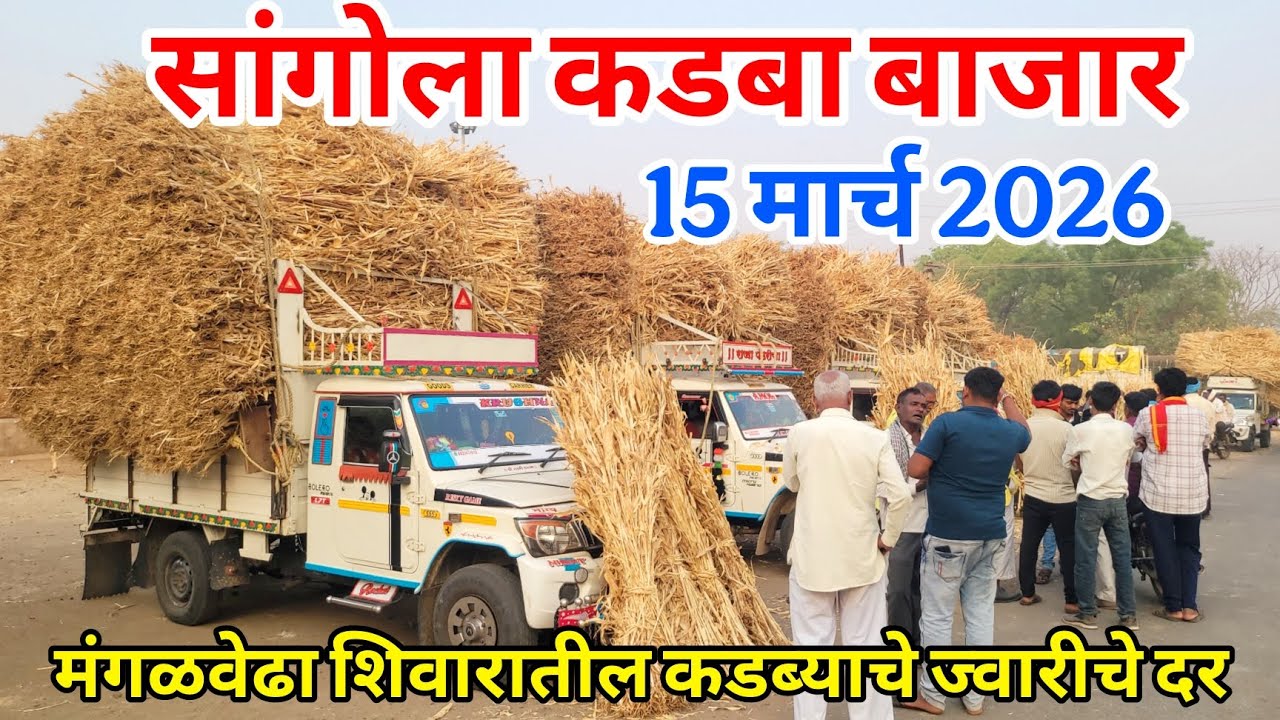 सांगोला कडबा बाजार 15 मार्च, मंगळवेढा शिवारातील कडबा व ज्वारीचे दर बघा 