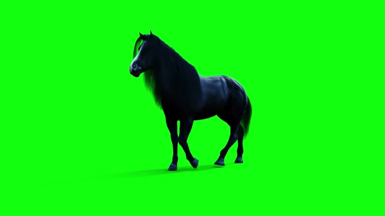 Animated Black Horse Green Screen video | Horse Running Green Screen Video | The Green Screen