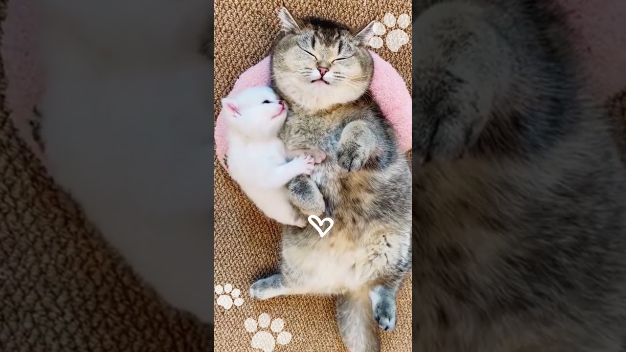 Unwind with Hilarious Cat Funny Videos! 🐱😂 #Shorts