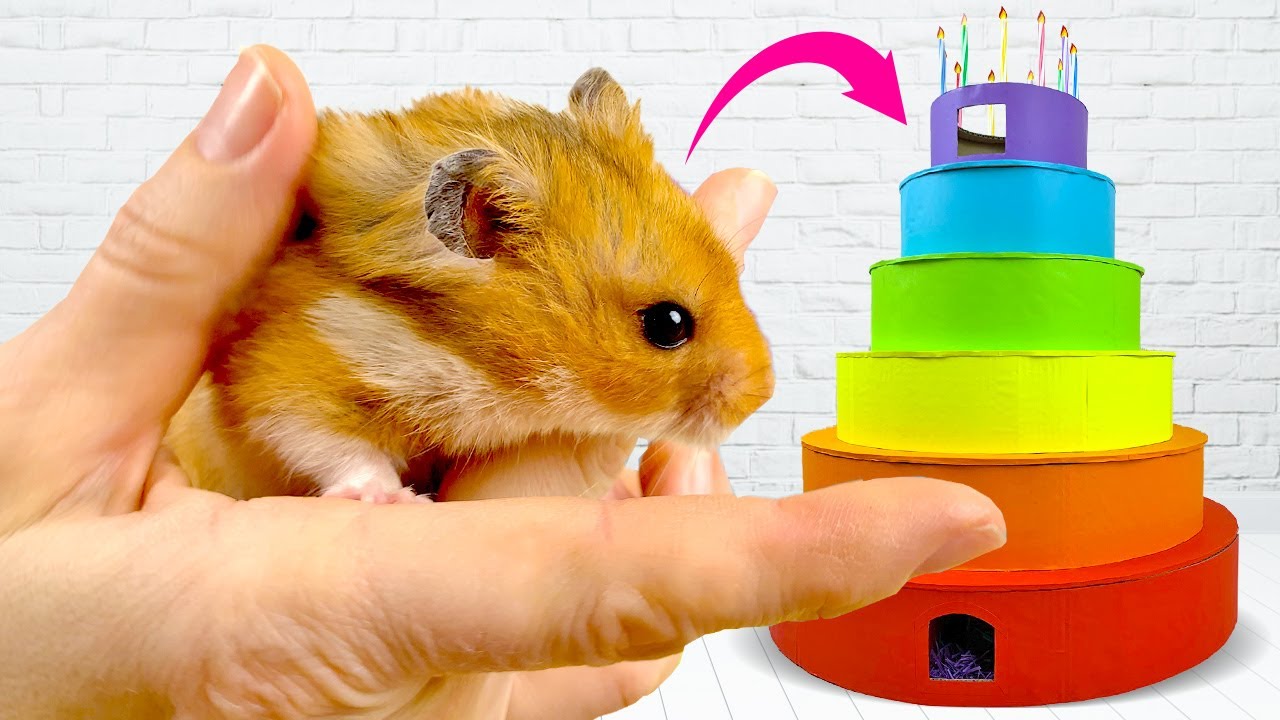 6 LEVEL BIG Rainbow Cake Maze for My Hamster