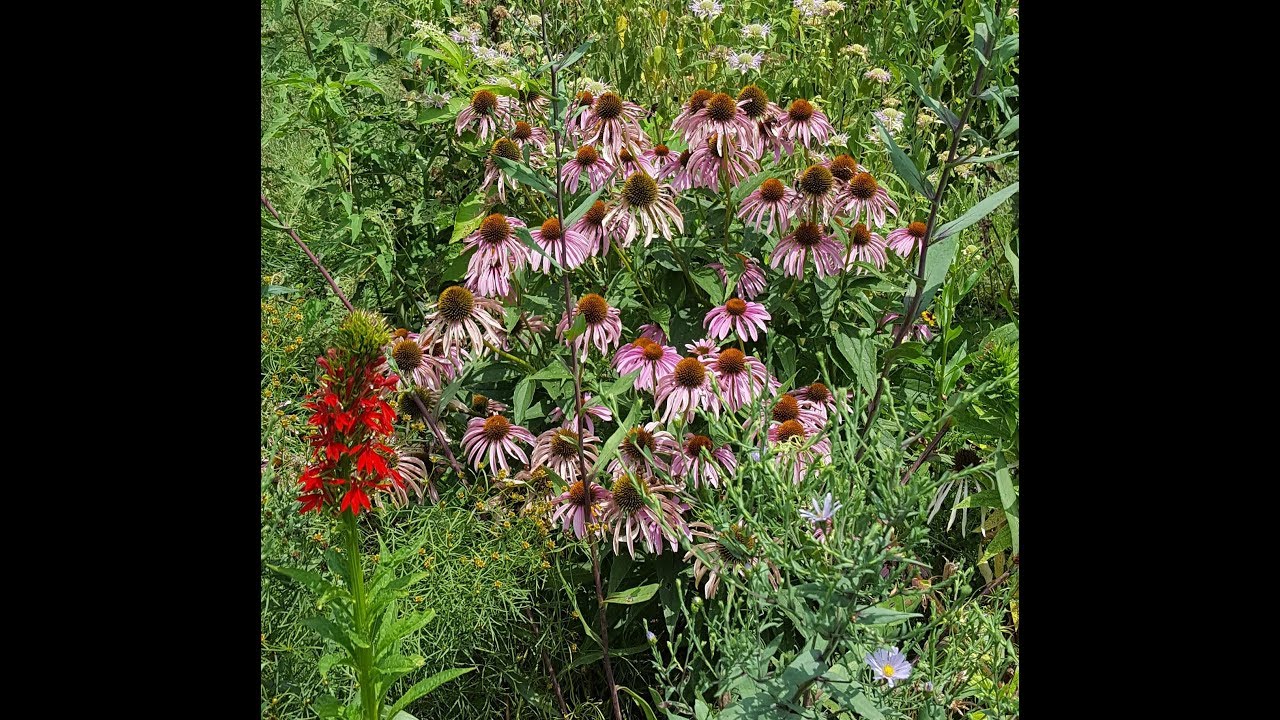 Jak wyhodować i wyhodować jeż&oacute;wkę bladą (Echinacea pallida) z nasion