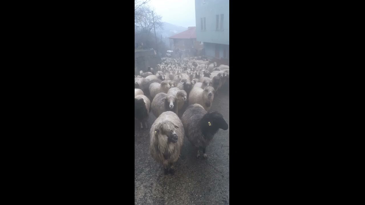 peygamberimizin şaban ayında yapmamızı istedigi  vede mucdeleri