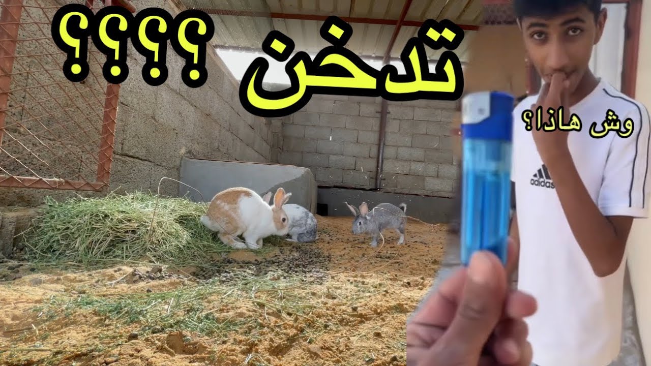 توقعون الدخلي يدخن🔥😦.