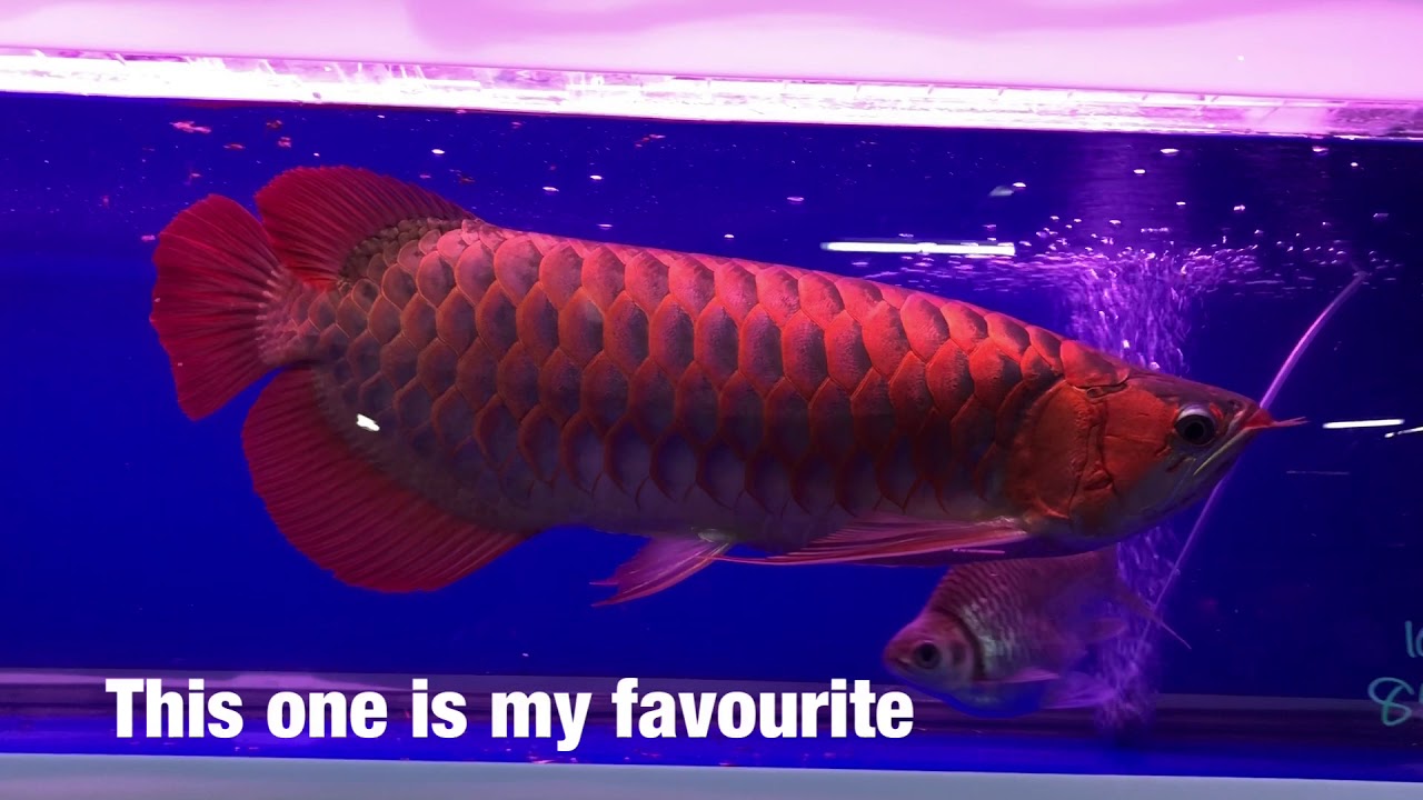 Thailand Arowana Market