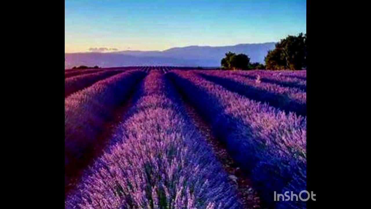 Lavanda -lekovita biljka za smirenje i jačanje živaca,eterično ulje protiv stresa@ZdravUmTeloDusa