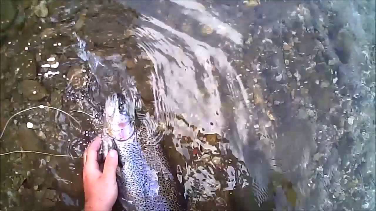 Fly Fishing Savinja junij 2016