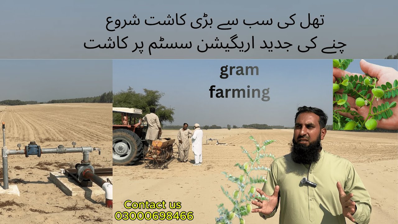 chanay ki kasht rain gun ke zariay.چنے کی جدید  اریگیشن سسٹم پر کاشت  #gram #agriculturefarming