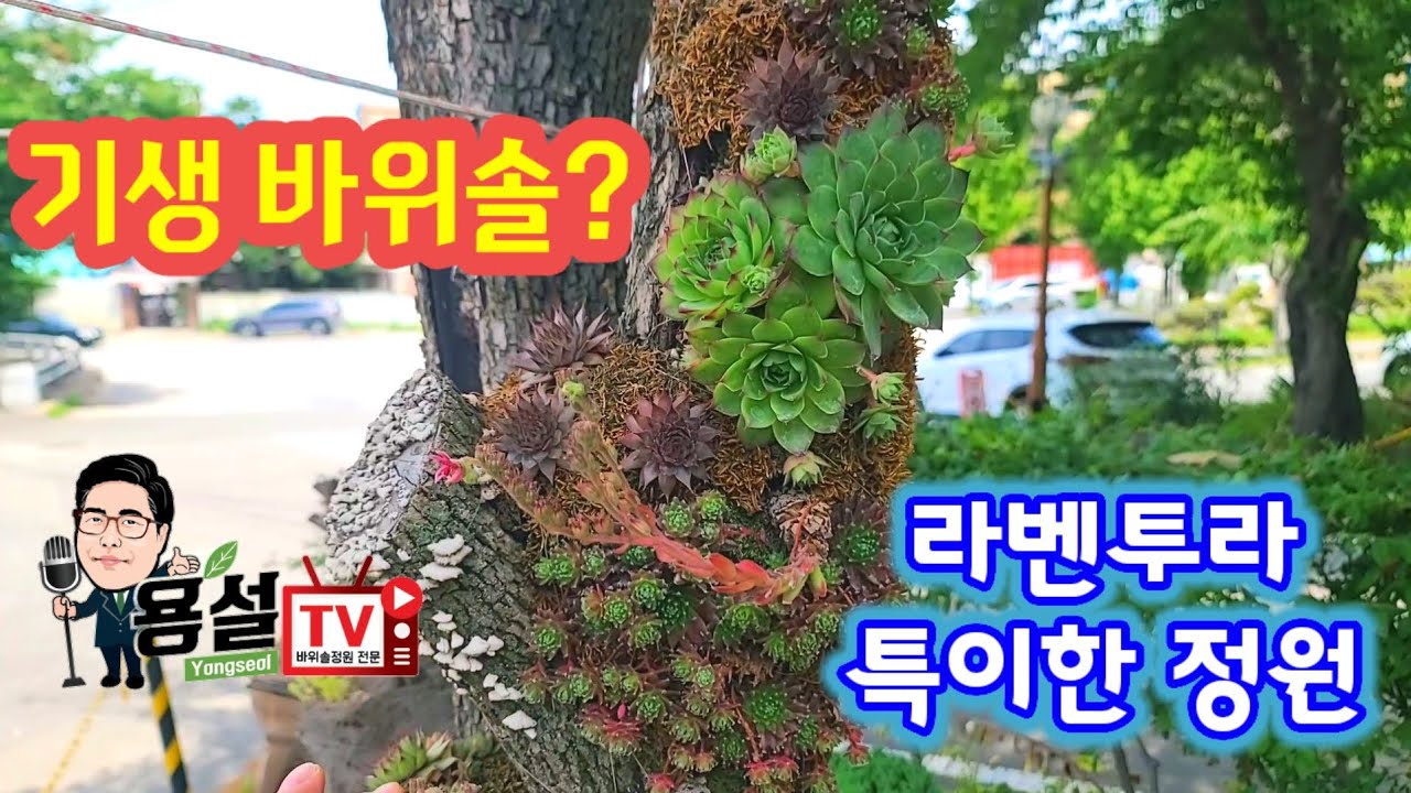 기생 바위솔? 이런생각은 어떻게  천안 라벤투라 바위솔 카페