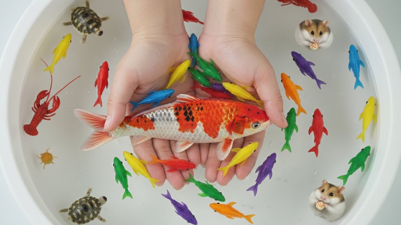 Catch beautiful aquarium fish in small pond baby turtles, pencil fish, nemo fish, eel, molly fish