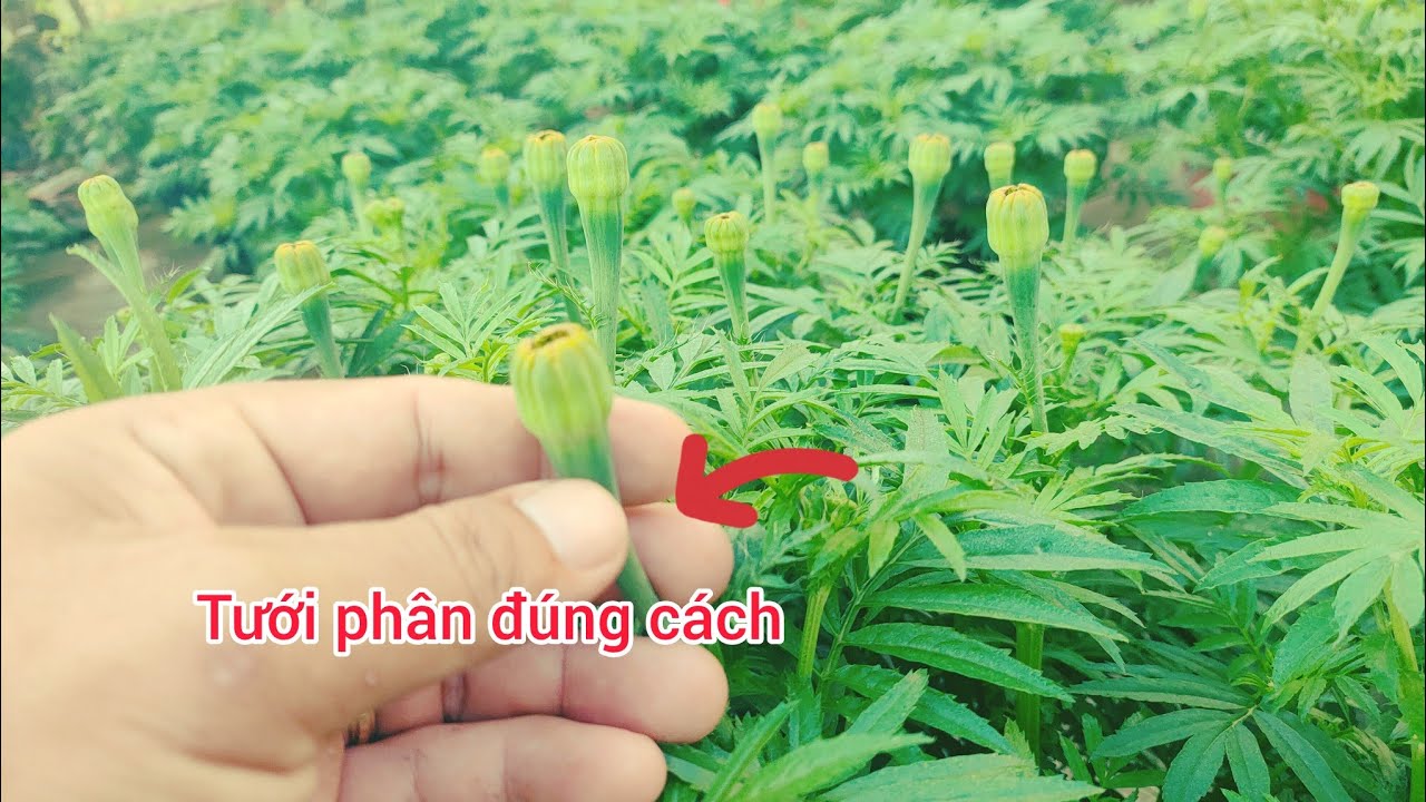 chia sẻ cách tưới phân cho bông vạn thọ giai đoạn làm nụ sớm nụ trễ đúng kỹ thuật
