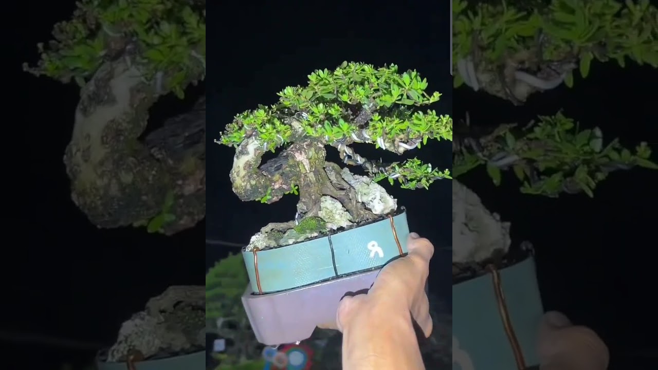 Bonsai idaman pria-pria NGIDAM !!!