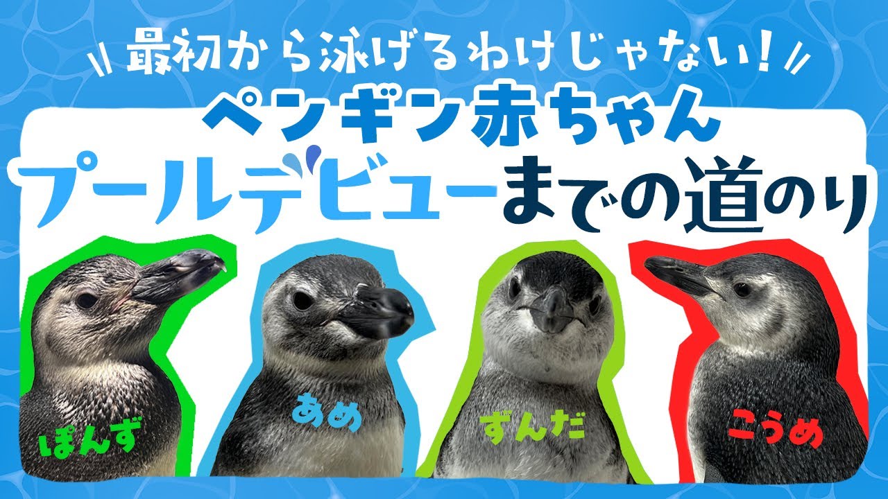 ペンギンの赤ちゃんのプール練習に密着🐧